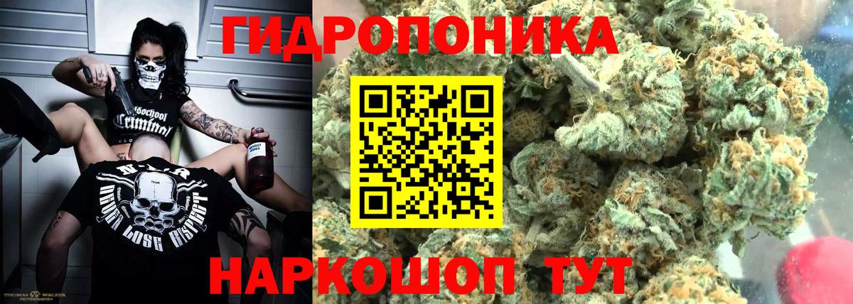 Конопля сатива Кашира